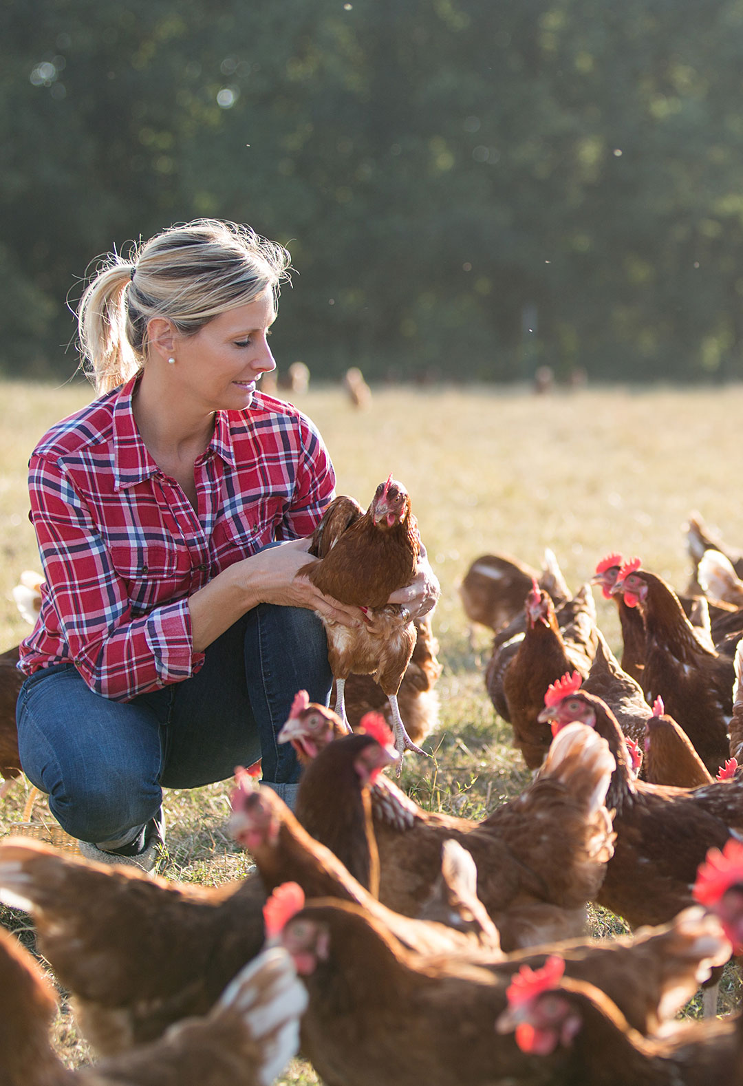 25-羥基維生素D?在蛋雞種雞肉雞養(yǎng)殖中的功效